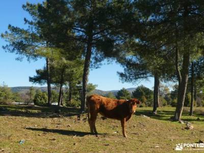 Ruta Pre-Nochebuena - Atalayas del Valladal; baston senderismo ocio y aventura senderos gr sendero g